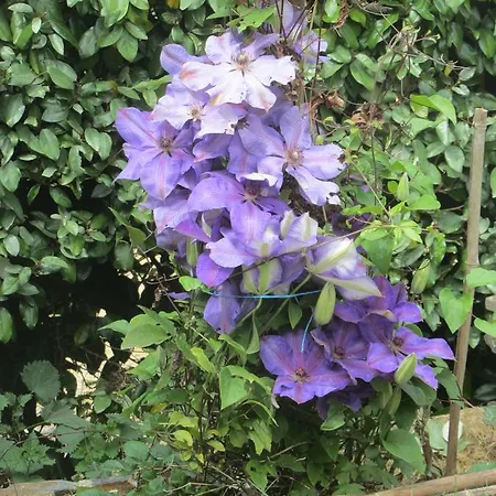 Logis De La Pichonniere 3* Charcé-Saint-Ellier-sur-Aubance